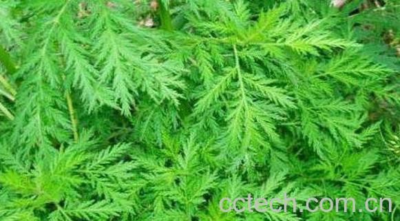 青蒿的功效与作用 青蒿的药用价值-0