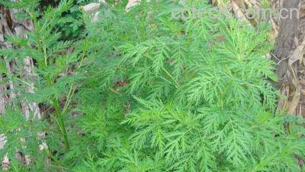 青蒿的功效与作用 青蒿的药用价值-1