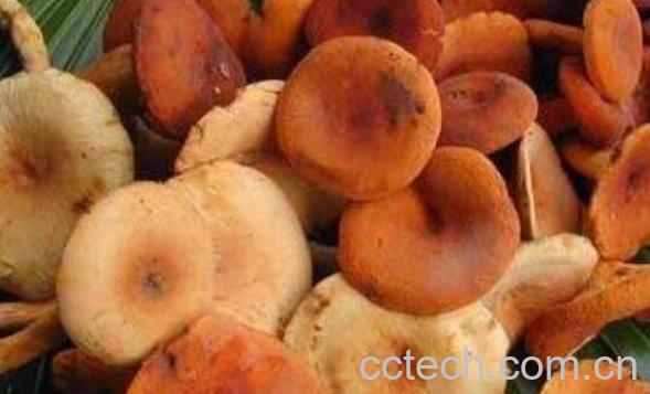 奶浆菌的功效与作用 奶浆菌的食用方法-1