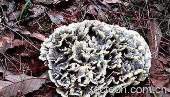 干巴菌的功效与作用 干巴菌的食用方法-0