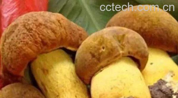 奶浆菌的功效与作用 奶浆菌的食用方法-0