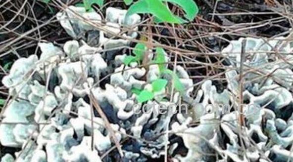 干巴菌的功效与作用 干巴菌的食用方法-1