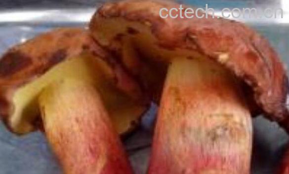 红葱菌的功效与作用-1