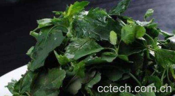 灰菜的功效与作用 灰菜的食用方法-0