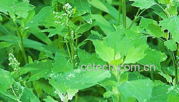 红心灰菜的功效与作用-0