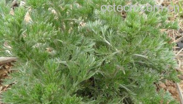 饽饽蒿的功效与作用-0