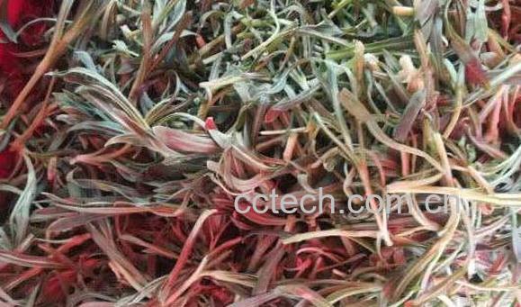 饽饽蒿的功效与作用-1