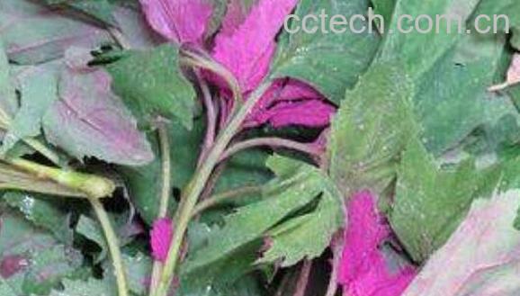 红心灰菜的功效与作用-1