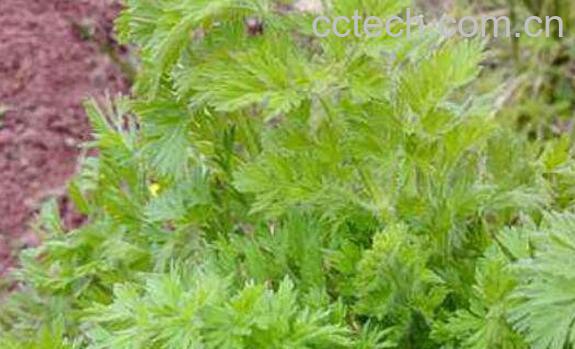 洋蒿的功效和作用-0