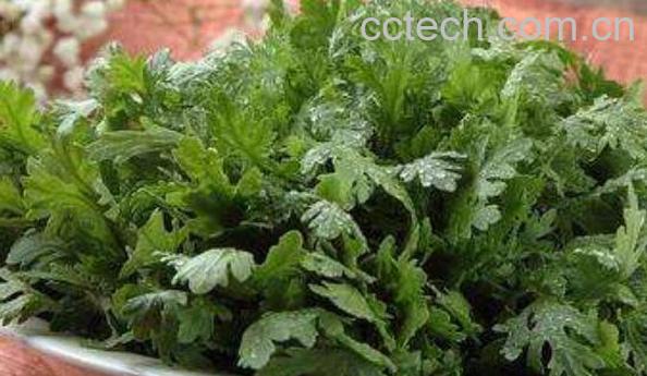 洋蒿的功效和作用-1