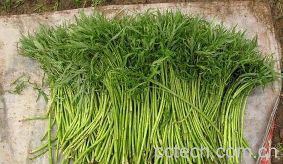 芦篙怎么吃 芦篙炒什么好吃-0