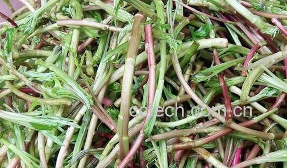 芦篙怎么吃 芦篙炒什么好吃-1