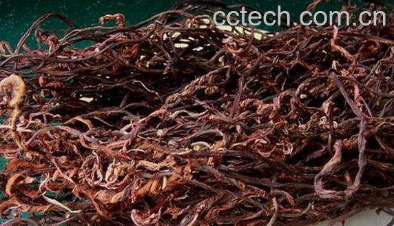 赤蕨的功效与作用-1