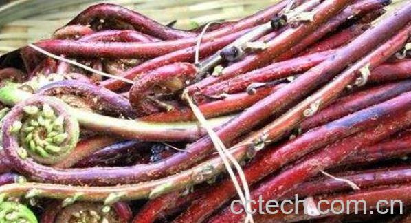 赤蕨的功效与作用-0