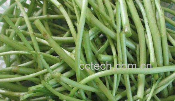 芦篙的功效与作用 芦篙的副作用-0