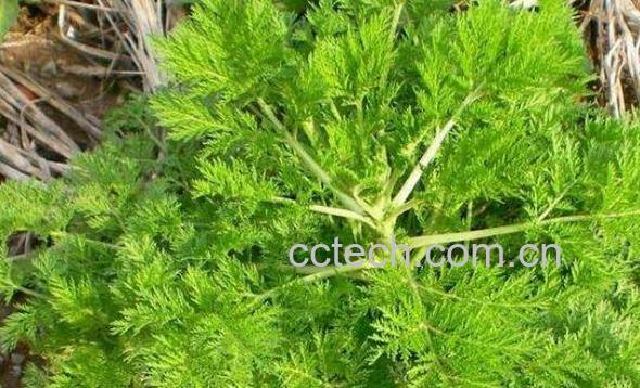 蒌蒿的功效与作用 蒌蒿的药用价值-0