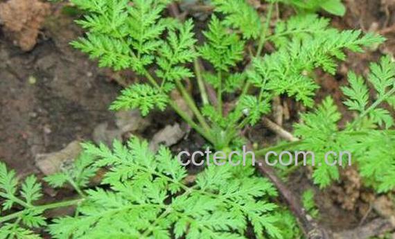 蒌蒿的药用价值-1