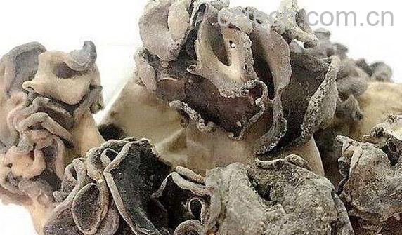  巴楚蘑菇的功效与作用 巴楚蘑菇的药用价值-0