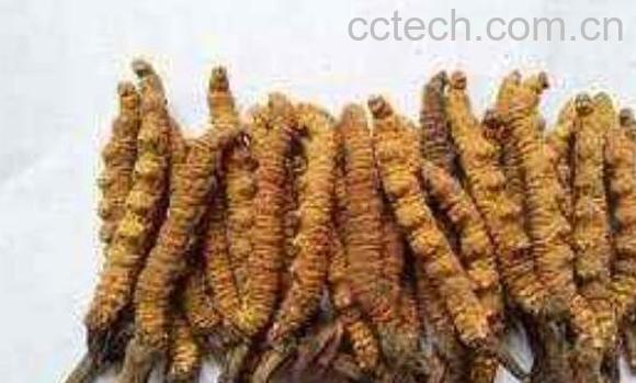 十大名贵菌类都是哪些 十大名贵菌类介绍-0