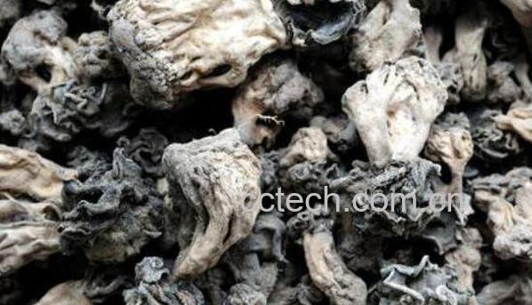  巴楚蘑菇的功效与作用 巴楚蘑菇的药用价值-1