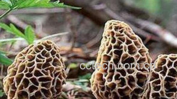 十大名贵菌类都是哪些 十大名贵菌类介绍-1