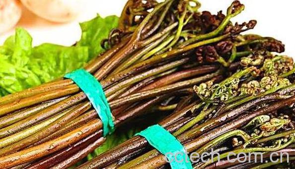 水蕨菜和山蕨菜的差别 吃蕨菜的好处-1