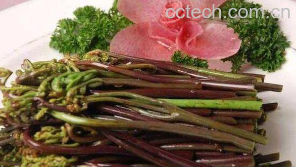 水蕨菜和山蕨菜的差别 吃蕨菜的好处-0