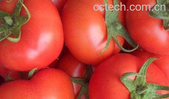 番茄红素的功效与作用-1