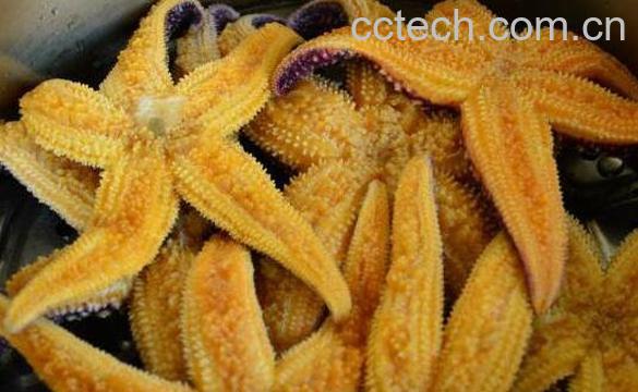 海五星怎么吃 海五星的正确吃法-0