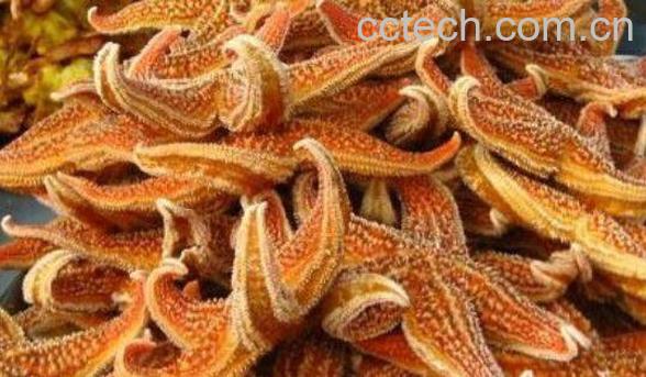 海五星怎么吃 海五星的正确吃法-1