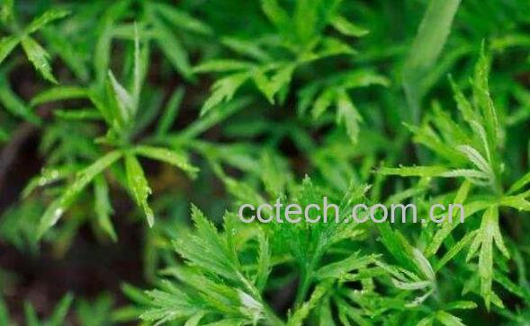 茼蒿和藜蒿有什么区别-0