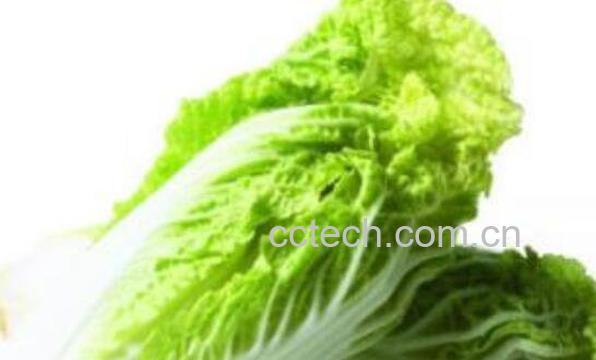 白菜汁的功效与作用 白菜汁生喝还是熟喝-0