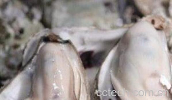 男人吃牡蛎的功效与作用-0