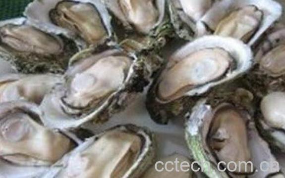 男人吃牡蛎的功效与作用-1