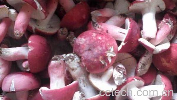 红菌菇怎么吃 红菌菇怎么做来吃-1