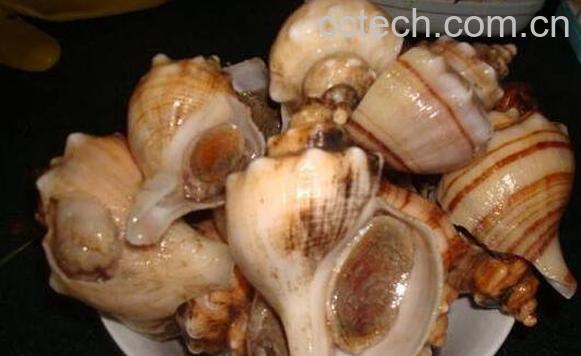 角螺和海螺的区别 角螺的功效与作用-0