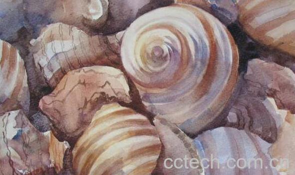 角螺和海螺的区别 角螺的功效与作用-1