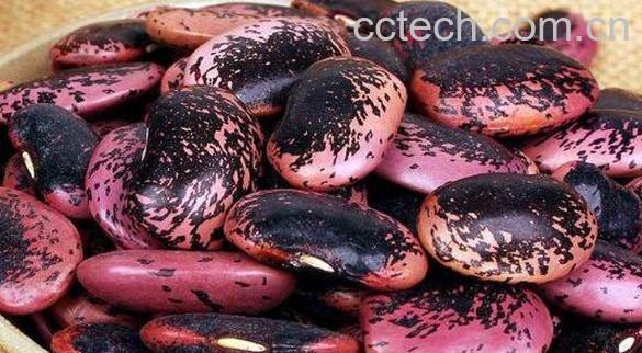 岩豆的功效与作用 岩豆的药用价值-1