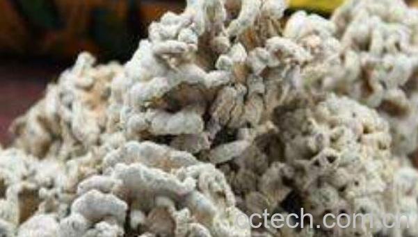 天花菌的功效和作用 天花菌的禁忌-1