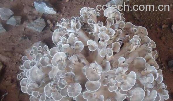 天花菌的功效和作用 天花菌的禁忌-0