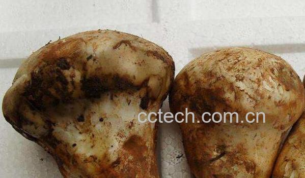 老人头菌怎么吃 老人头菌的做法教程-1