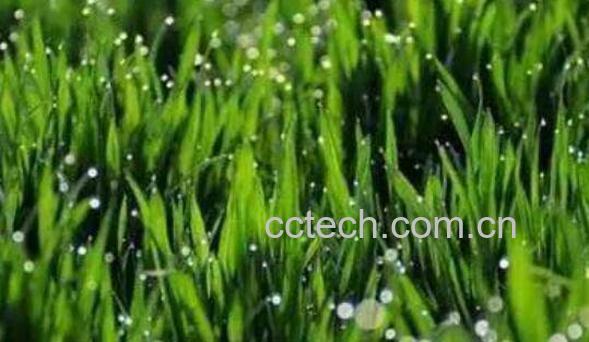 小麦苗汁的功效与作用 小麦苗汁喝了副作用-0