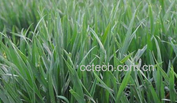 小麦苗汁的功效与作用 小麦苗汁喝了副作用-1