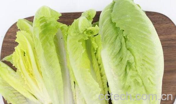 罗纹生菜跟生菜区别 罗纹生菜的好处-0