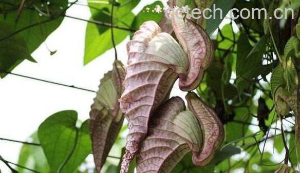 马兜铃的功效与作用 马兜铃的副作用-1