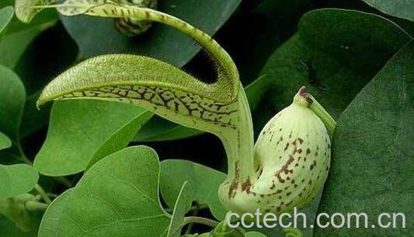 马兜铃的功效与作用 马兜铃的副作用-0