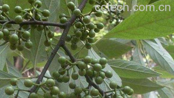 木姜子和山胡椒的区别 木姜子的功效与作用-1