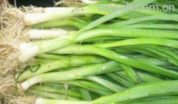 青蒜苗怎么做好吃 青蒜苗的营养价值-0