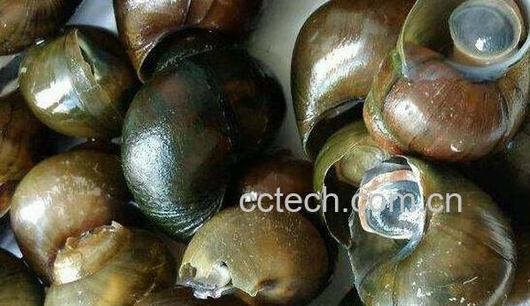  田螺壳的功效与作用 田螺壳成分-0