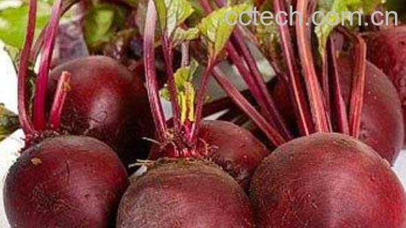 甜菜根的功效与作用 甜菜根的副作用-1